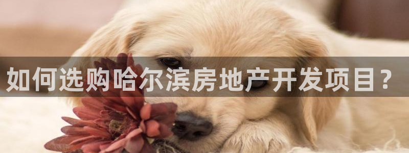 万向娱乐挂机软件